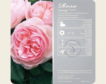 Rosa 'Heritage'