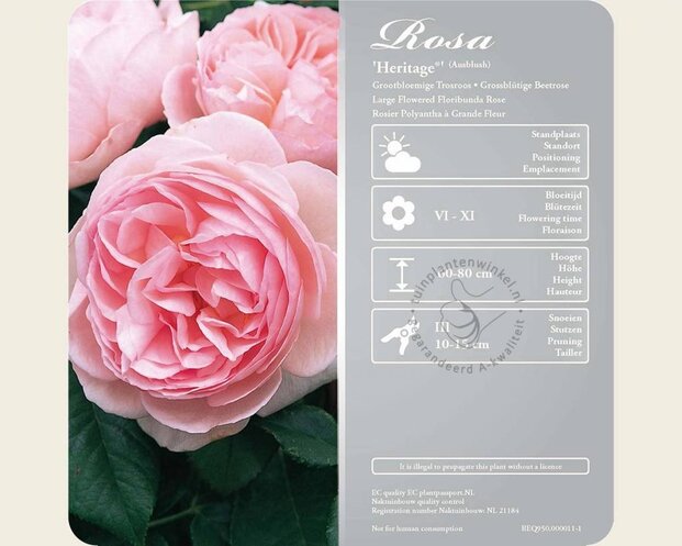 Rosa 'Heritage'