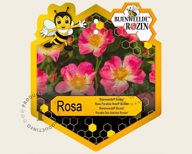 Rosa 'Bijenweelde Bicolor'