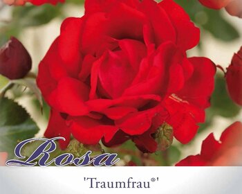 Rosa 'Traumfrau'