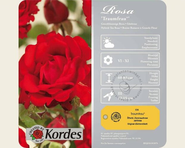 Rosa 'Traumfrau'