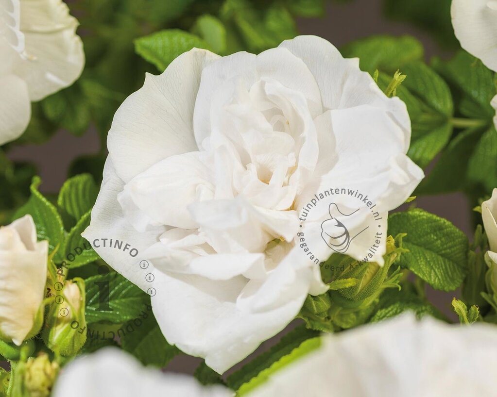 Rosa rugosa 'Blanc Double de Coubert'