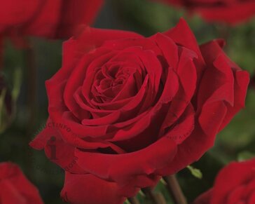 Rosa 'Robin Hood'