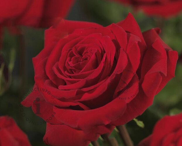 Rosa 'Robin Hood'