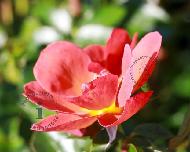 Rosa 'Espresso'