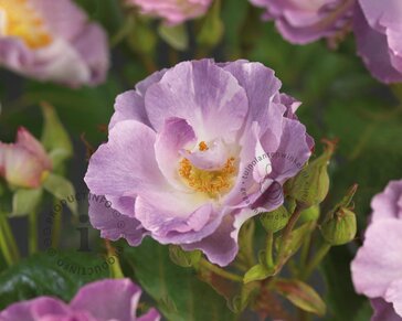 Rosa 'Blue for You'