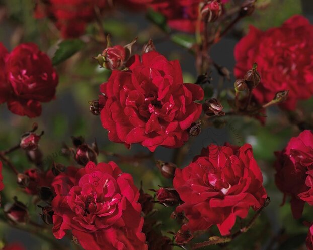 Rosa 'Fairy King'