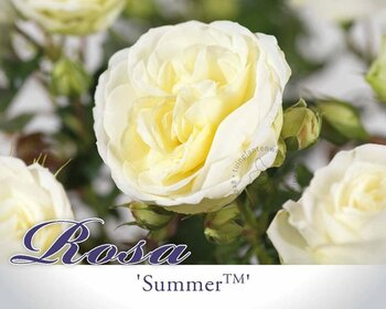 Rosa 'Summer Palace'