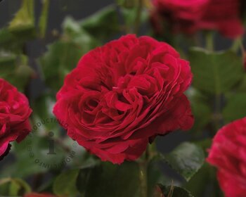 Rosa 'Red Leonardo da Vinci'