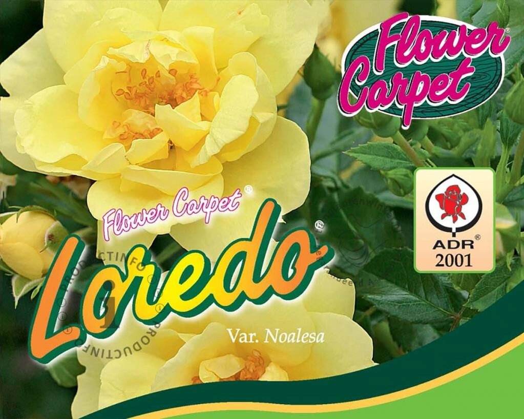 Rosa Flower Carpet 'Loredo'