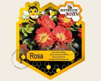 Rosa 'Bijenweelde Lichtrood'