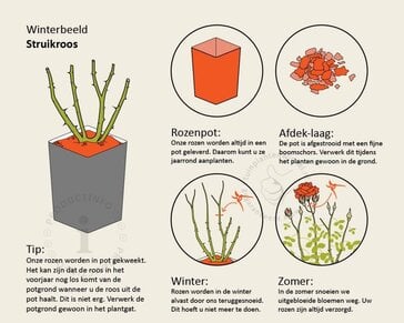 Rosa 'Bijenweelde Lichtrood'