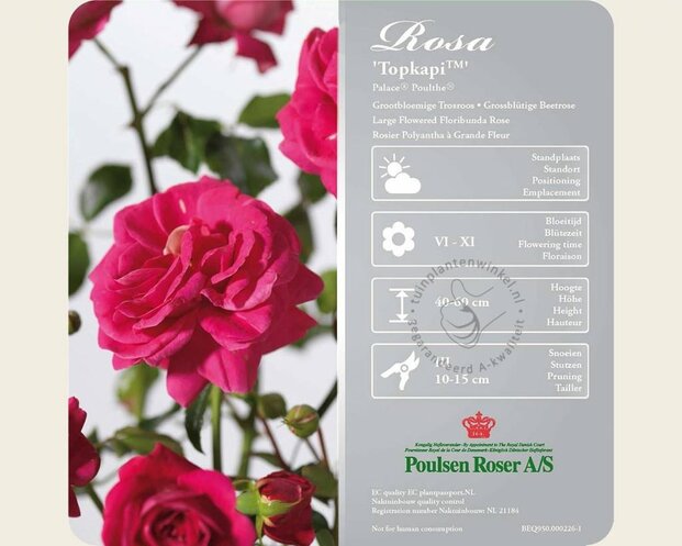 Rosa 'Topkapi Palace'