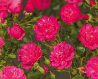 Rosa 'Knirps'