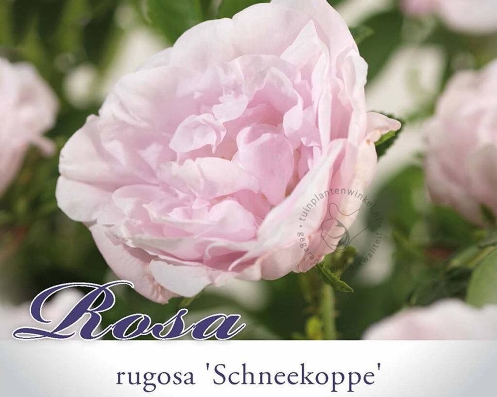 Rosa rugosa 'Schneekoppe'