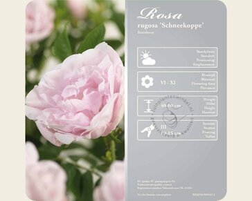 Rosa rugosa 'Schneekoppe'