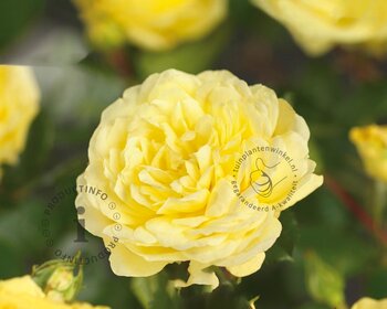 Rosa 'Yellow Meilove'