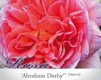 Rosa 'Abraham Darby'