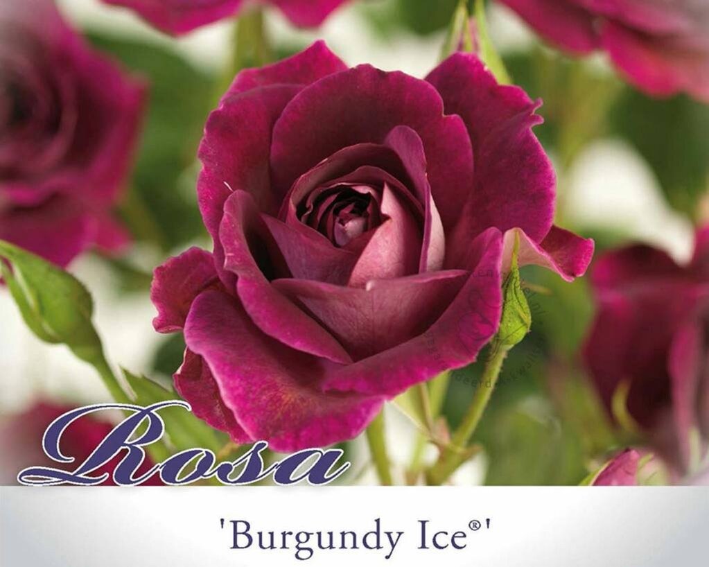 Rosa 'Burgundy Ice'