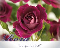 Rosa 'Burgundy Ice'