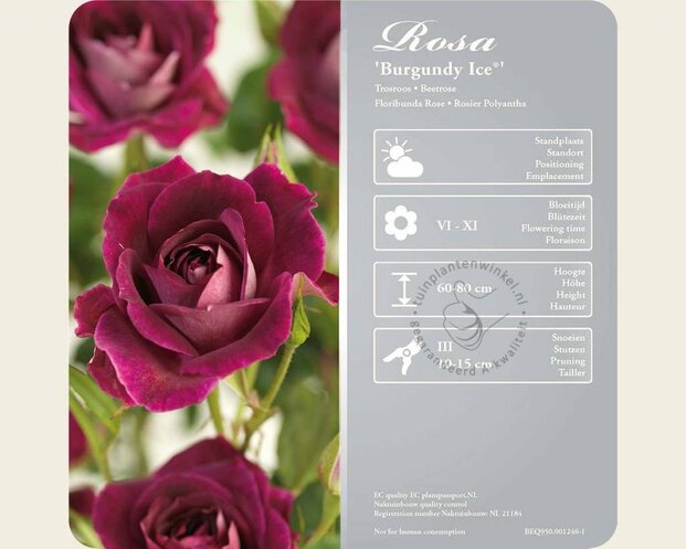 Rosa 'Burgundy Ice'