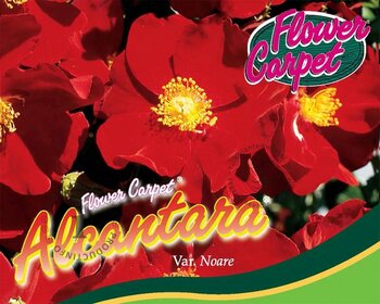 Rosa Flower Carpet 'Alcantara'