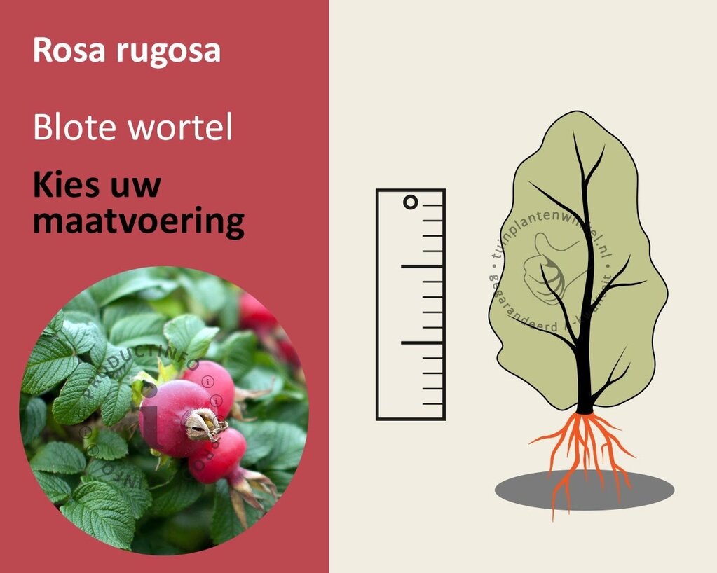 Rosa rugosa - blote wortel