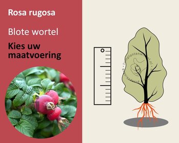 Rosa rugosa - blote wortel