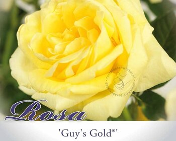 Rosa 'Guy's Gold'