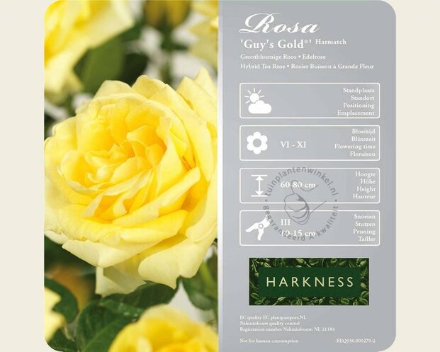 Rosa 'Guy's Gold'