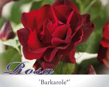Rosa 'Barkarole'