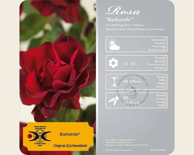 Rosa 'Barkarole'