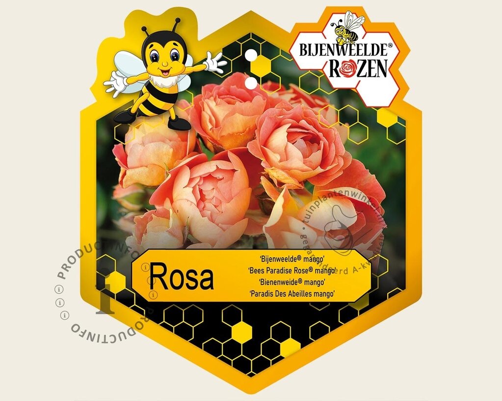 Rosa 'Bijenweelde Mango'