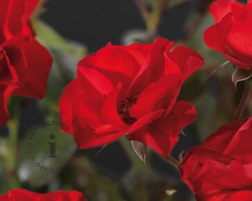 Rosa 'Amsterdam'