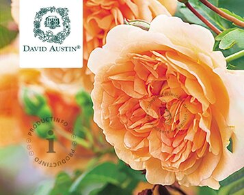Rosa 'Dame Judi Dench' image