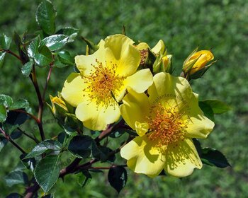 Rosa 'Bee Gold'