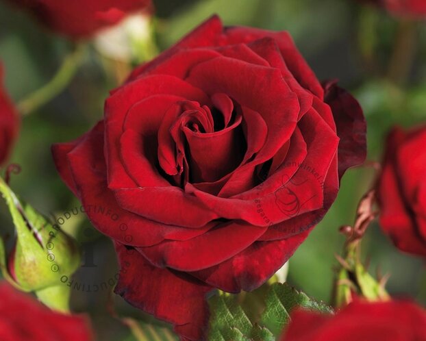 Rosa 'Black Magic'