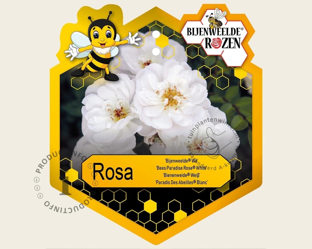 Rosa 'Bijenweelde Wit'