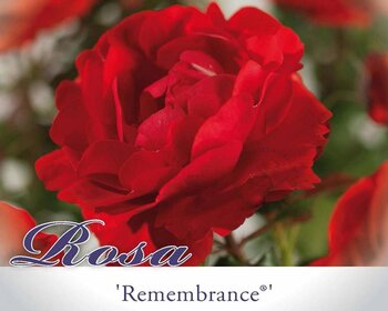 Rosa 'Remembrance'