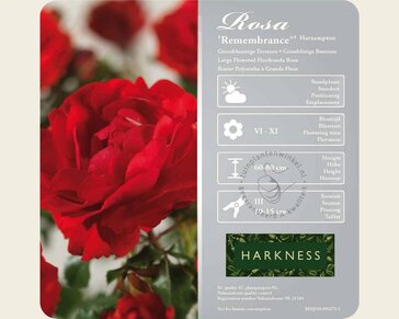 Rosa 'Remembrance'