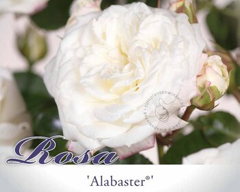 Rosa 'Alabaster'