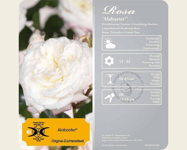 Rosa 'Alabaster'