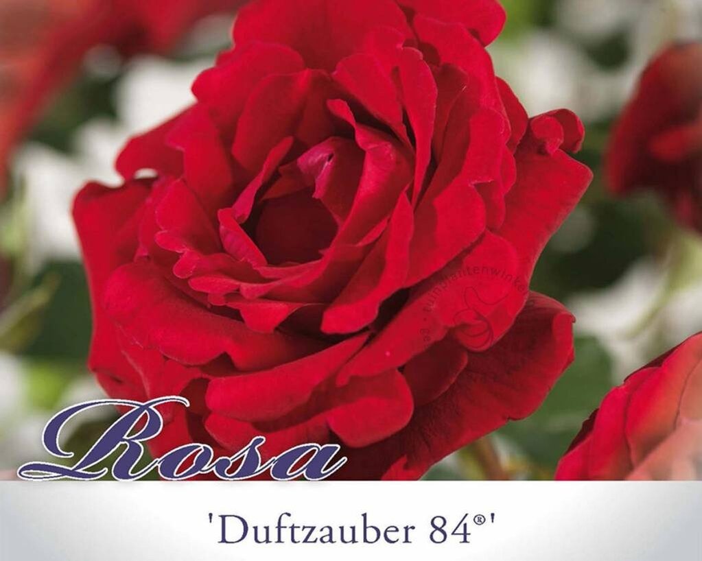Rosa 'Duftzauber 84'
