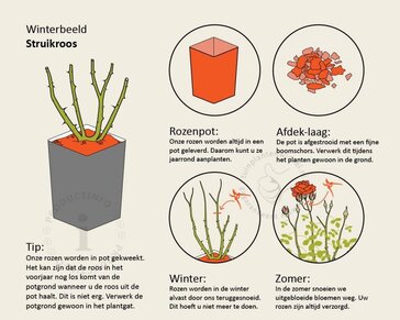 Rosa 'Bijenweelde Rood'