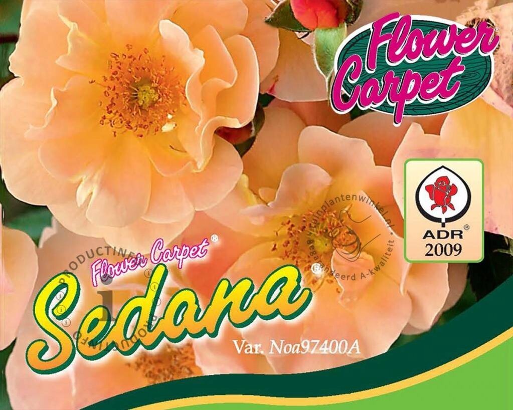 Rosa Flower Carpet 'Sedana'