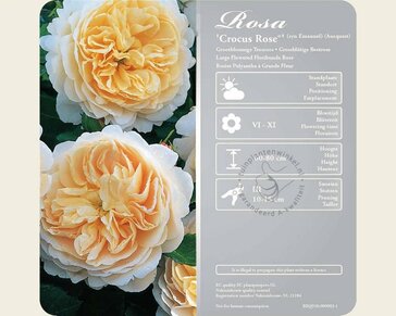 Rosa 'Crocus Rose'