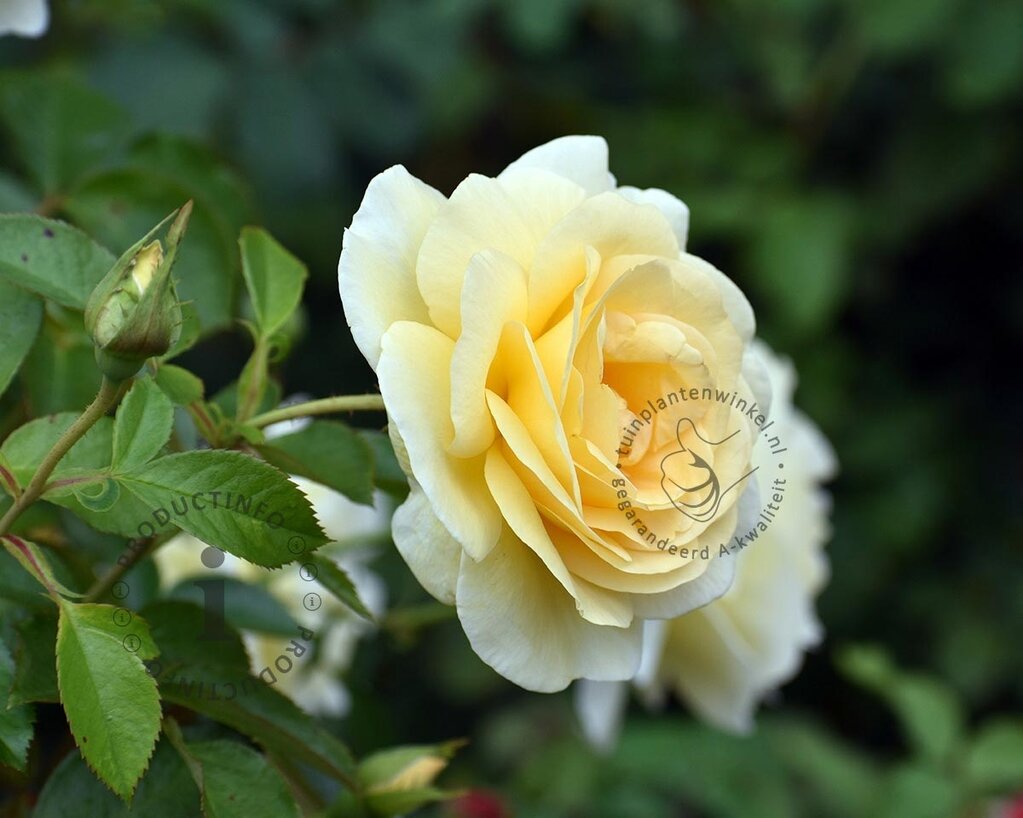 Rosa 'Tsarina'