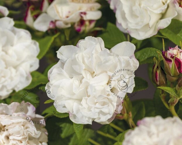Rosa rugosa 'Louise Bugnet'