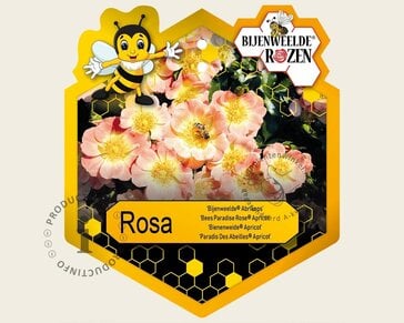 Rosa 'Bijenweelde Abrikoos'