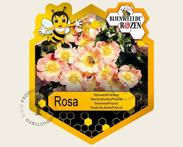 Rosa 'Bijenweelde Abrikoos'